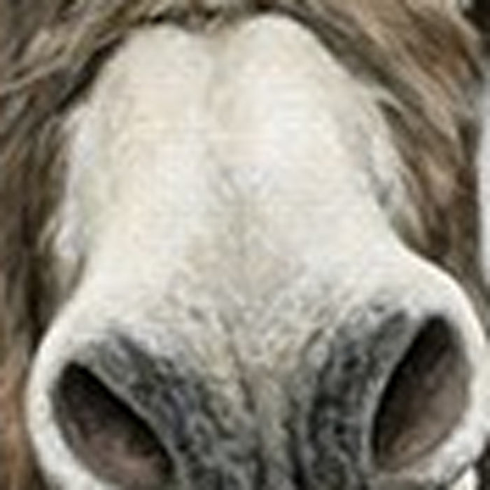 Cute Donkeys Canvas Unframed Print Wall Art